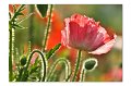 Mohn M 08